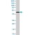 HSD3B1 polyclonal antibody ( Cat # PAB7013 ) ( 0.01 µg/ml ) staining of human placenta lysate ( 35 µg protein in RIPA buffer ) . Primary incubation was 1 hour. Detected by chemiluminescence.