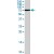 STAT3 polyclonal antibody ( Cat # PAB7090 ) ( 1 µg/ml ) staining of human liver lysate ( 35 µg protein in RIPA buffer ) . Primary incubation was 1 hour. Detected by chemiluminescence.
