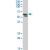 THRA polyclonal antibody ( Cat # PAB7338 ) ( 0.5 µg/ml ) staining of human bone marrow lysate ( 35 µg protein in RIPA buffer ) . Primary incubation was 1 hour. Detected by chemiluminescence.
