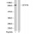 Western blot analysis of extract from HeLa cells, using STAT6 polyclonal antibody ( Cat # PAB7637 ).