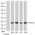 Western blot analysis of extract from various cells, using PPP2CA polyclonal antibody ( Cat # PAB7697 ).