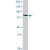 Phospho-STAT1 Tyr701 polyclonal antibody. Western blot analysis of STAT1 expression in Hela.