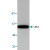 Western blot analysis of AKT1/AKT2/AKT3 expression in mouse small intestine tissue lysate.