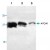 Western blot analysis of APOA1 using recombinant human APOA1.
Lane 1 : 250 ng.
Lane 2 : 50 ng.
Lane 3 : 10 ng.