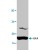 Western blot analysis of BAX expression in rat kidney tissue lysate.