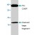 Western blot analysis of CASP1 expression in rat liver tissue lysate.