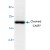 Western blot analysis of CASP7 expression in Jurkat cells induced with 2 mM of Camptothecin for 6 hours.