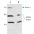 Western blot analysis of Mmp11 in Jurkat cell lysate.