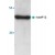 Western blot analysis of MMP12 expression in mouse small intestine tissue lysate.