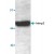 Western blot analysis of Mmp2 expression in rat fetus tissue lysate.