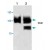 Western blot analysis of Stat1 expression in lysate from NIH/3T3 cells ( Lane 1 ) and rat kidney ( Lane 2 ) .