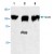 Western blot analysis of Stat2 expression in lysate from Jurkat cells ( Lane 1, 2 ) and NIH/3T3 cells ( Lane 3 ) .