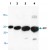 Western blot analysis with recombinant RFP.
Lane 1 : 10 ng.
Lane 2 : 50 ng.
Lane 3 : 250 ng.
Lane 4 : 1 µg.