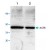 Western blot analysis of ACTB polyclonal antibody in Jurkat cell lysate ( Lane 1 ) and mouse intestine tissue lysate ( Lane 2 ) .