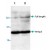 Western blot analysis of Mmp3 polyclonal antibody expression in Jurkat cell lysate. Both full length ( 55 kDa ) and cleaved form ( 21 kDa ) can be detected.
