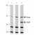 Western blot analysis of CASP2 in Ramos cells with CASP2 polyclonal antibody at ( A ) 0.5, ( B ) 1, and ( C ) 2 µg/ml.