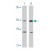 Western blot analysis of CASP4 in Ramos cells with CASP4 polyclonal antibody at ( A ) 0.5 and ( B ) 1 µg/ml.