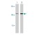 Western blot analysis of CASP4 in human spleen cells with CASP4 polyclonal antibody at ( Lane 1 ) 1 and ( Lane 2 ) 2 µg/ml.