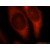 Immunofluorescent analysis of HepG2 cells, using 14503-1-AP and Rhodamine-labeled goat anti-rabbit IgG (red).