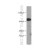 Hela cell were subjected to SDS PAGE followed by western blot with 60153-1-Ig(ABCD1 Antibody) at dilution of 1:400