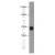 Mouse heart were subjected to SDS PAGE followed by western blot with 11032-1-AP(ACTC1 Antibody) at dilution of 1:800
