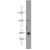 Hela cell were subjected to SDS PAGE followed by western blot with 11227-1-AP(ACTG1 Antibody) at dilution of 1:600