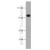 Hela cell were subjected to SDS PAGE followed by western blot with 10599-1-AP(BAG3 Antibody) at dilution of 1:1000