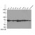 WB result of 10995-1-AP(HSPA1A antibody).