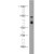 Human brain were subjected to SDS PAGE followed by western blot with 10139-1-AP(THRA Antibody) at dilution of 1:2000