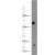 293 cell were subjected to SDS PAGE followed by western blot with 10330-1-AP(ZYX Antibody) at dilution of 1:1000