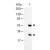 Western Blot of Rabbit anti-Goat Antibody Alkaline Phosphatase Conjugated: Lane 1: Goat IgG, Load: 100 ng per lane Secondary antibody Alkaline Phosphatase Conjugated Rabbit Anti-Goat Antibody at 1/1000 for 60 min at RT Block: MB-070 30 min RT Predicted/Observed size: 55 and 28 kDa, 55 and 28 kDa
