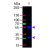 Western Blot of Rabbit anti-Goat IgG (H&L) Antibody Fluorescein Conjugated: Lane 1: Goat IgG, Load: 50 ng per lane Secondary antibody: Goat IgG (H&L) Antibody Fluorescein Conjugated at 1/1,000 for 60 min at RT Block: MB-070 for 30 min at RT Predicted/Observed size: 55 and 28 kDa, 55 and 28 kDa