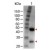 Western Blot of Rabbit anti-GOAT IgG (H&L) Antibody Peroxidase Conjugated: Lane 1: Goat IgG, Load: 100 ng per lane Secondary antibody GOAT IgG (H&L) Antibody Peroxidase Conjugated at 1/1,000 for 60 min at RT Block: MB-070 for 30 min at RT