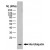 His-Ubiquitin recombinant protein probed with Mouse anti Histidine Tag antibody Cat.-No SM1693P