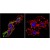 Figure 1. Immunofluorescent analysis of Prolactin Receptor in C6 Cells. Cells were grown on chamber slides and fixed with formaldehyde prior to staining. Cells were probed without (control) or with a Prolactin Receptor monoclonal antibody SM5034P at a dilution of 1/200 overnight at 4°C, washed with PBS and incubated with DyLight-488 conjugated secondary antibody. Prolactin Receptor staining (Green), F-Actin staining with Phalloidin (Red) and nuclei with DAPI (Blue) is shown. Images were taken at 60X magnification.