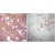 Immunohistochemistry was performed on normal biopsies of deparaffinized Human brain tissue. To expose target proteins, heat induced antigen retrieval was performed using 10mM sodium citrate (pH6.0) buffer, microwaved for 8-15 minutes. Following antigen retrieval tissues were blocked in 3% BSA-PBS for 30 minutes at room temperature. Tissues were then probed at a dilution of 1/100 with SM5057P or without primary antibody (negative control) overnight at 4°C in a humidifier chamber.