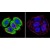 Immunofluorescent analysis of VCP using VCP Monoclonal antibody (5) (<em>Cat.-No</em> SM5062) shows staining in ViDr colon carcinoma cells.  F-Actin staining with Phalloidin (red) and nuclei with DAPI (blue) is shown. Cells were grown on chamber slides and fixed with formaldehyde prior to staining. Cells were probed without (control) or with or an antibody recognizing VCP (<em>Cat.-No</em> SM5062) at a 1/20-1/200 overnight at 4°C, washed with PBS and incubated with a Dylight-488 conjugated secondary antibody.