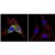 Immunofluorescent analysis of Heat Shock Protein 70 using Heat Shock Protein 70 Monoclonal antibody (5A5) (Cat.-No SM5065) shows staining in C6 glioma cells. Heat Shock Protein 70 staining (green), F-Actin staining with Phalloidin (red) and nuclei with DAPI (blue) is shown. Cells were grown on chamber slides and fixed with formaldehyde prior to staining. Cells were probed without (control) or with SM5065 at 1/100-1/200 dilution overnight at 4°C, washed with PBS and incubated with a Dylight-488 conjugated secondary antibody.