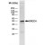 Detection of Rabbit anti Human XRCC4 Antibody Cat.-No SP1141 in a Western blot analysis of a HeLa cell nuclear extract using Sheep anti Rabbit IgG Antibody -HRP Cat.-No SP2041HRP