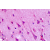 Immunhistochemistry analysis in human brain (cortex, neurons) (Formalin-fixed, Paraffin-embedded) using Serotonin receptor 1F (HTR1F) antibody Cat.-No. SP4044P (C-term).