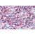 Immunohistochemistry staining of human spleen (red pulp) (Formalin-fixed, Paraffin-embedded after heat-induced antigen retrieval) using Leukotriene B4 receptor 1 antibody Cat.-No. SP4637P.