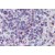 Formalin-Fixed, Paraffin-Embedded Human Spleen, red pulp tissue stained with Leukotriene B4 Receptor Antibody Cat.-No SP4638P after heat-induced antigen retrieval.