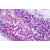 Immunhistochemistry analysis in human testis (Formalin-fixed, Paraffin-embedded) using P2RY8 / P2Y8 antibody Cat.-No. SP4645P.