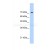 STAT1