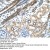 Cytokeratin 8