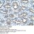 Cytokeratin 13