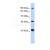 Western blot analysis of anti-ABCB8 Antibody (N-term) in HepG2 cell line lysates (35ug/lane). ABCB8 (arrow) was detected using the purified Pab.