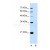 14-3-3 protein zeta/delta