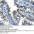 Cytokeratin 15