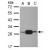 Sample (30 ug of whole cell lysate)
A: HeLa
B: HepG2
C: HCT116
12% SDS PAGE
GTX107482 diluted at 1:1000